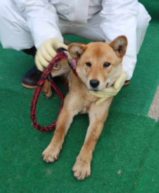 제주 동물보호센터_450650202500627